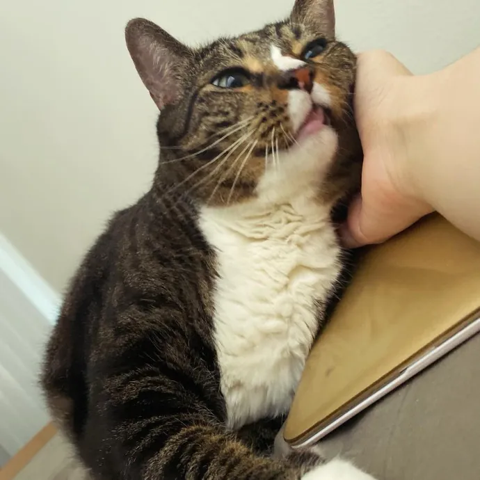 Sherman Oaks Purrfect Cat Care