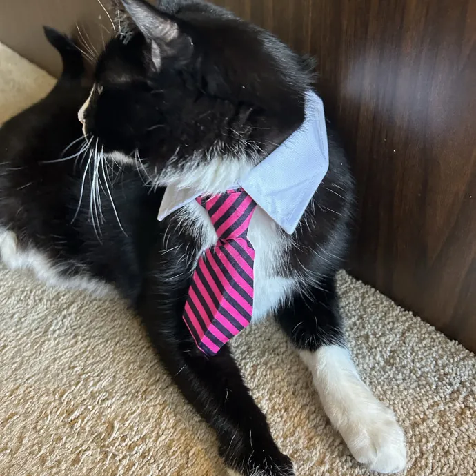 Sherman Oaks Purrfect Cat Care