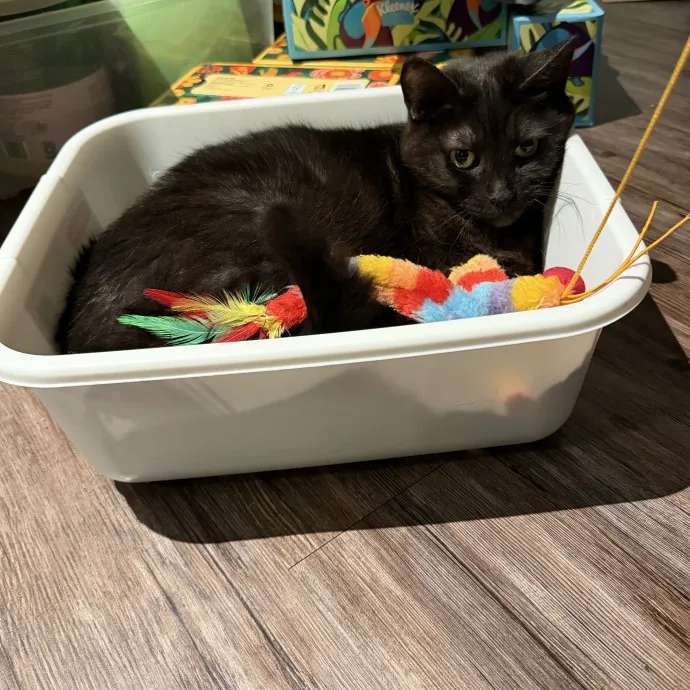 Sherman Oaks Purrfect Cat Care