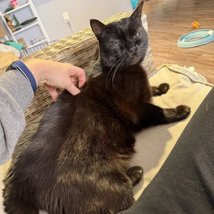 Sherman Oaks Purrfect Cat Care