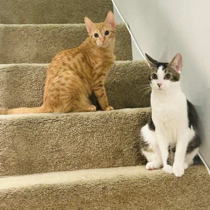 Sherman Oaks Purrfect Cat Care