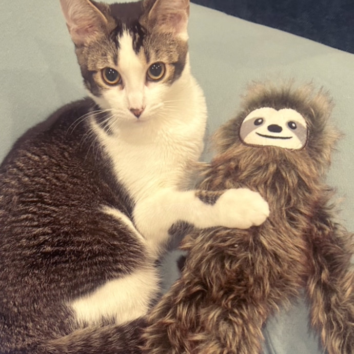 Sherman Oaks Cats 
