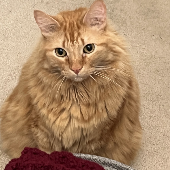 Sherman Oaks Cats 