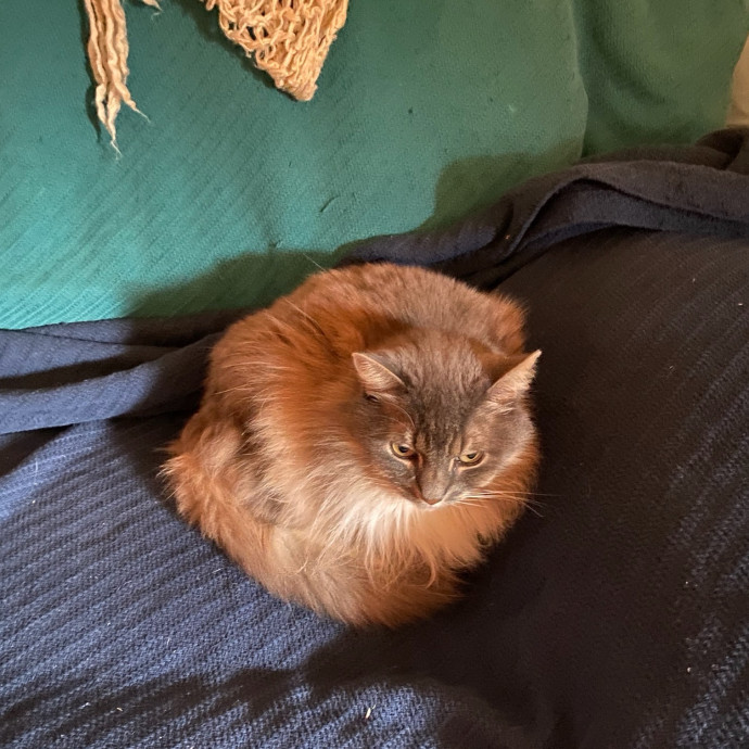 Sherman Oaks Cats  photo 3
