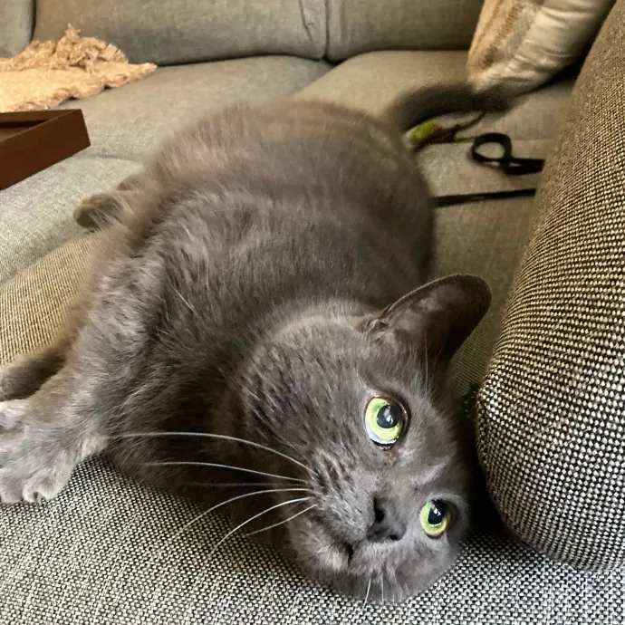 The Cat Empath - 20 Years Experience