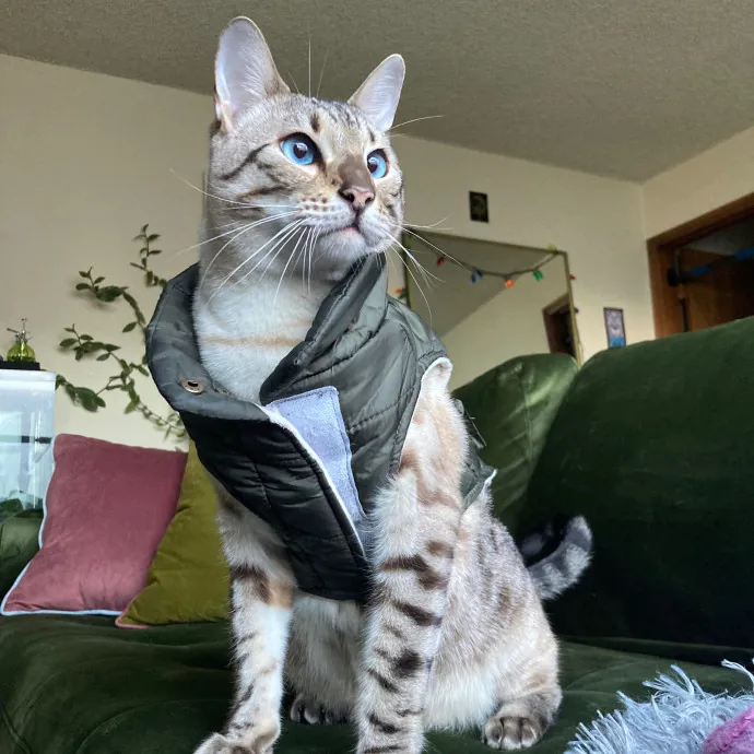 The Cat Empath - 20 Years Experience