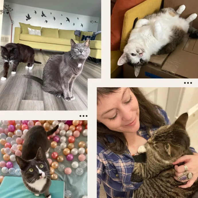 The Cat Empath - 20 Years Experience