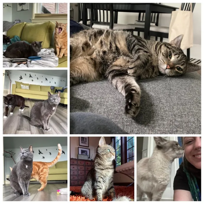 The Cat Empath - 20 Years Experience