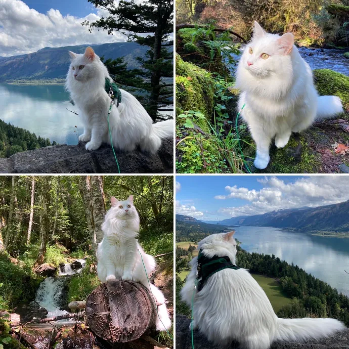 The Cat Empath - 20 Years Experience