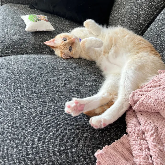 The Cat Empath - 20 Years Experience