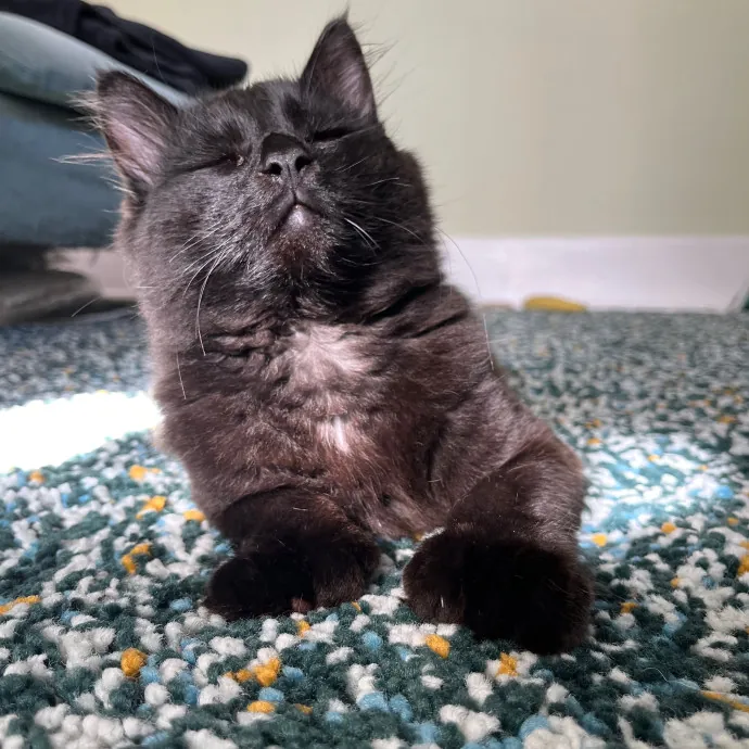 The Cat Empath - 20 Years Experience