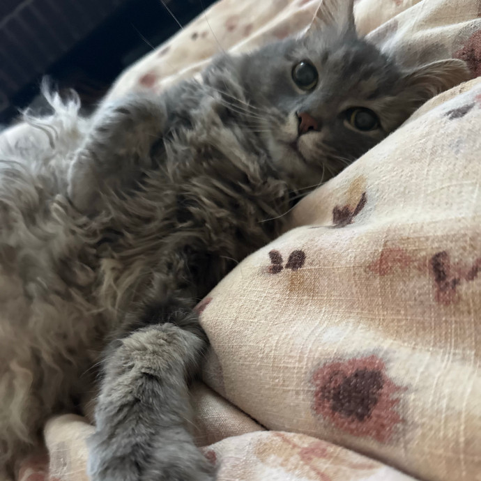 Gentle Loving Care For Your Cats