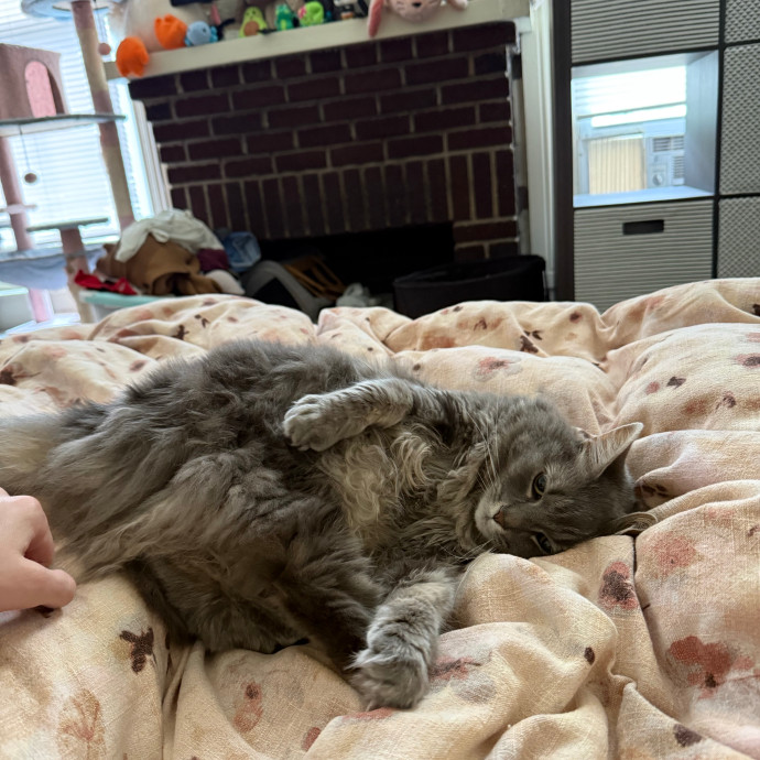 Gentle Loving Care For Your Cats