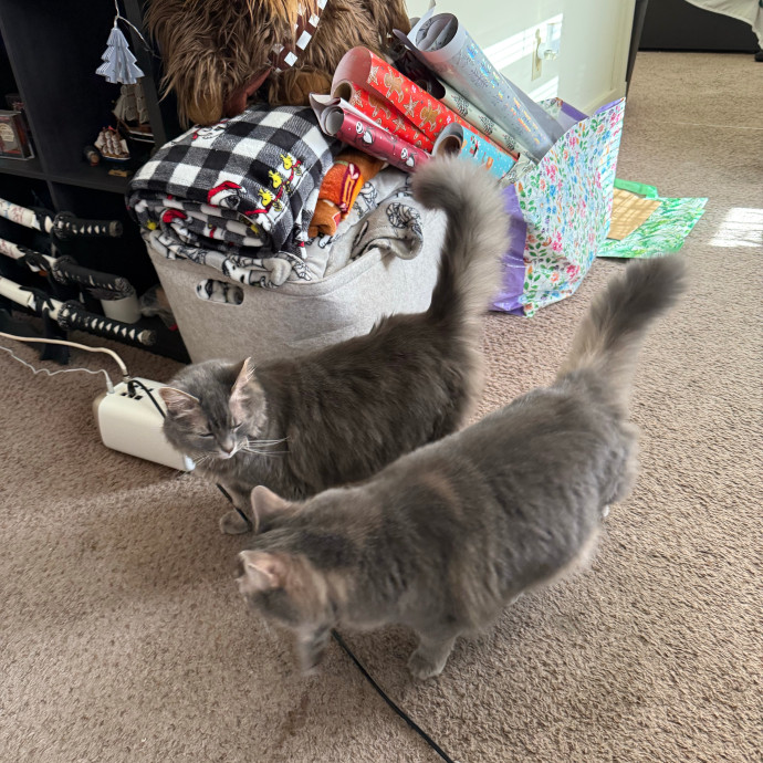 Gentle Loving Care For Your Cats photo 2