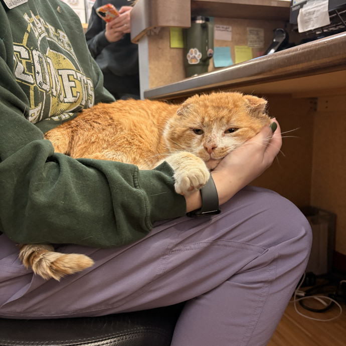 Registered Veterinary Technician