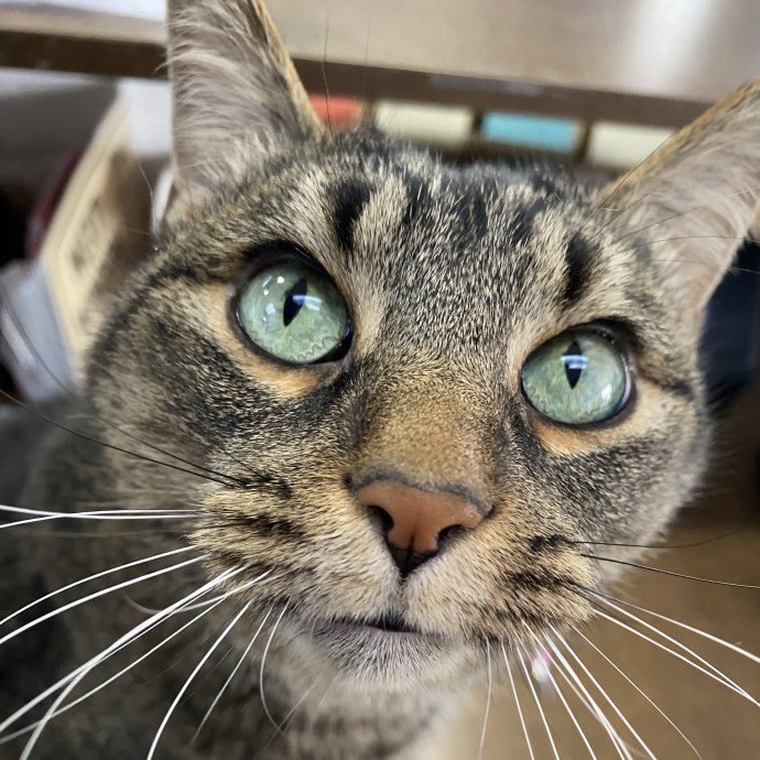 Registered Veterinary Technician