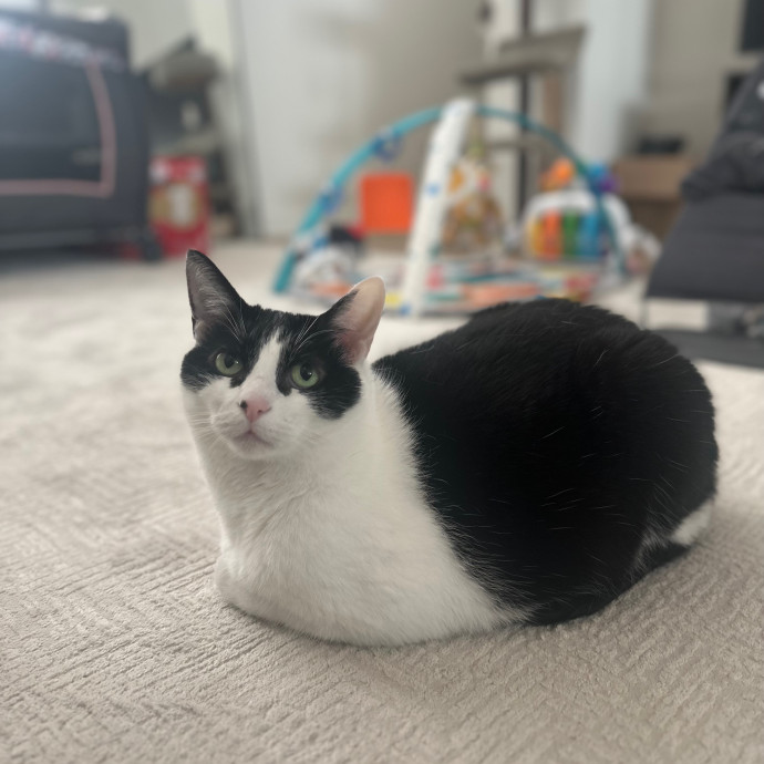 Ready To Pet Or Not Pet Your Cat photo 3