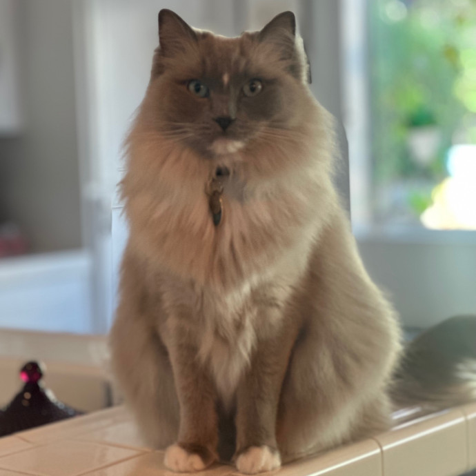 Ready To Pet Or Not Pet Your Cat photo 2