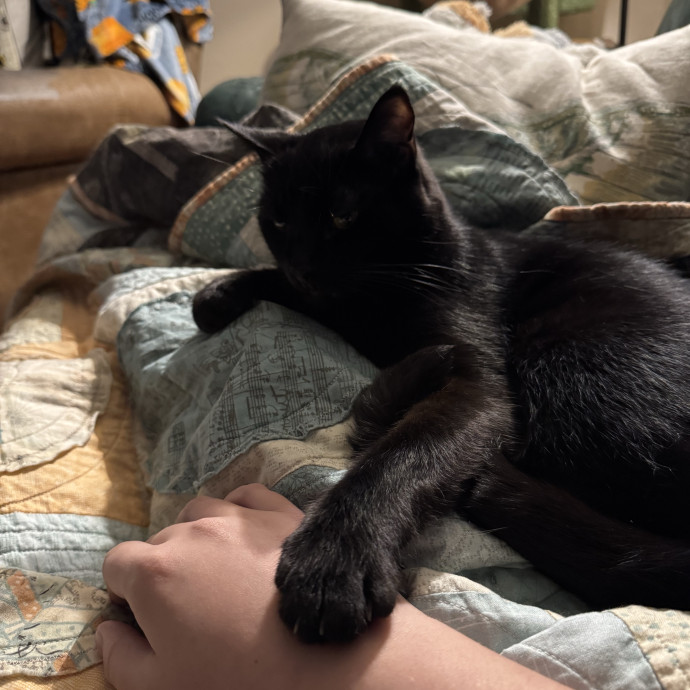 Experienced And Caring Cat Sitter