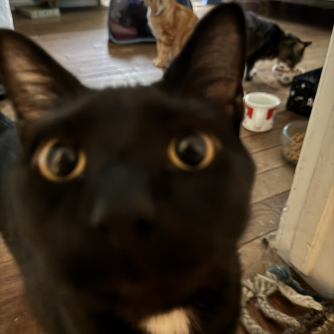 Experienced And Caring Cat Sitter