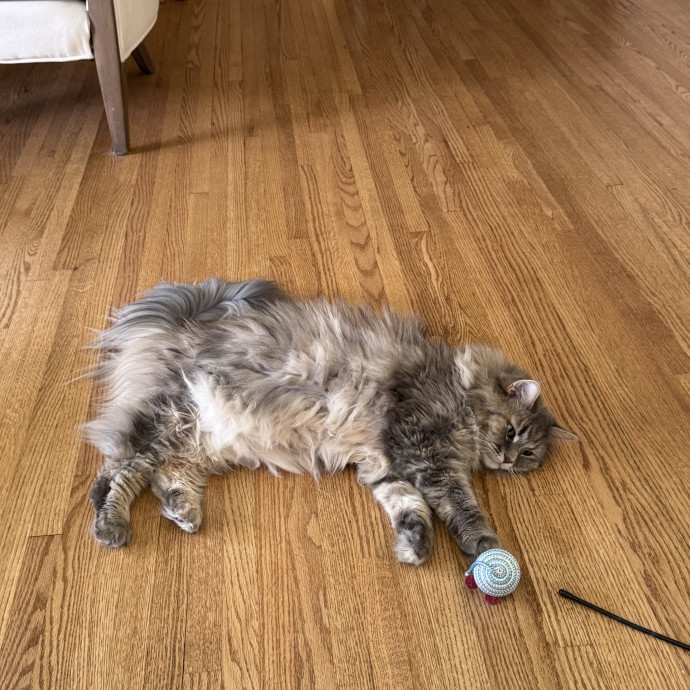 Experienced And Caring Cat Sitter