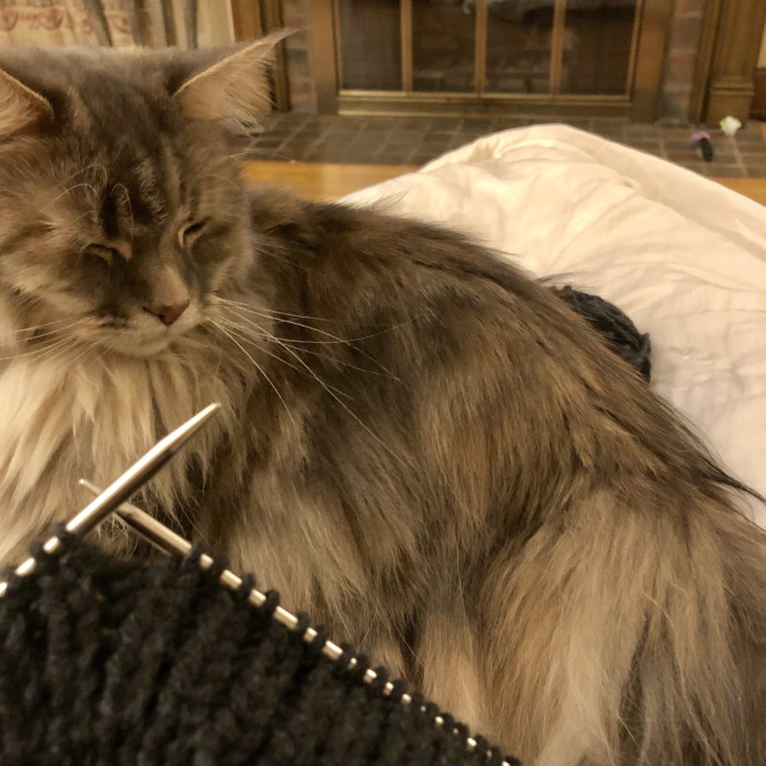 Experienced And Caring Cat Sitter