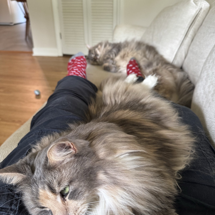 Experienced And Caring Cat Sitter