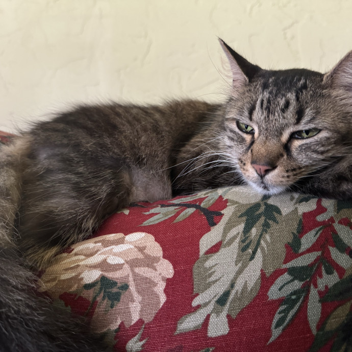 Experienced And Caring Cat Sitter