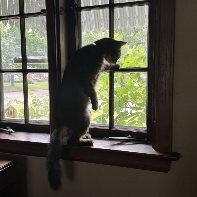 Experienced And Caring Cat Sitter