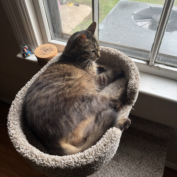 Experienced And Caring Cat Sitter
