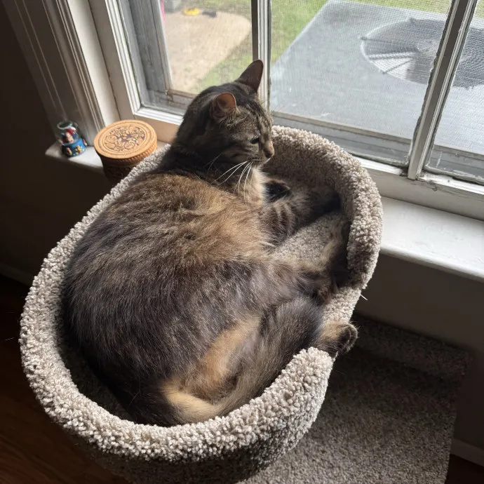 Experienced And Caring Cat Sitter photo 4