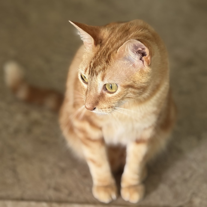 Experienced And Caring Cat Sitter photo 3
