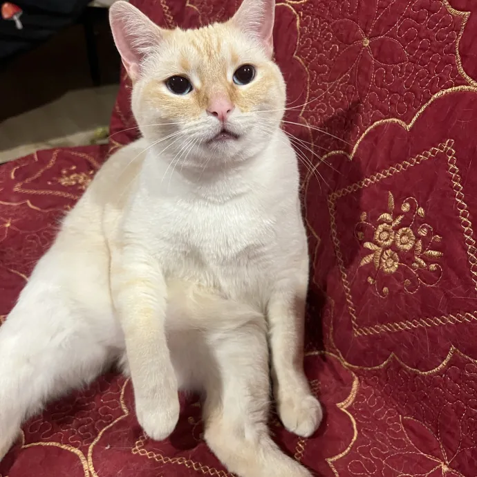 Joselin The Cat Lady