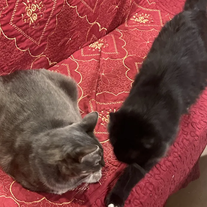 Joselin The Cat Lady