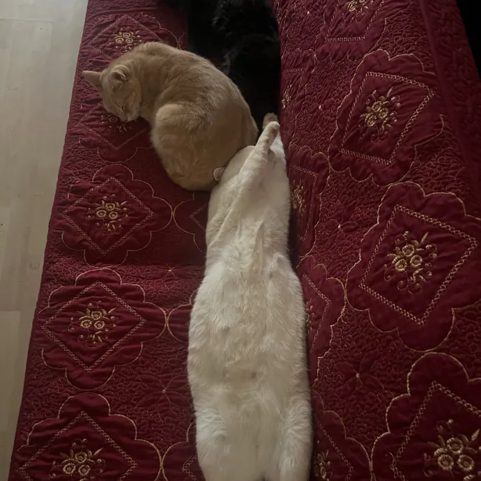 Joselin The Cat Lady