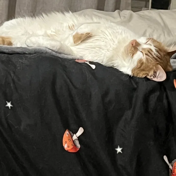 Joselin The Cat Lady