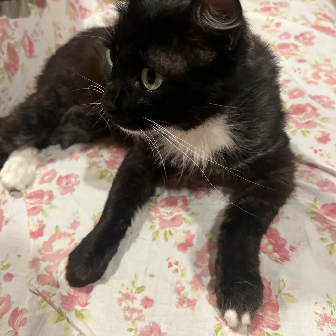 Joselin The Cat Lady