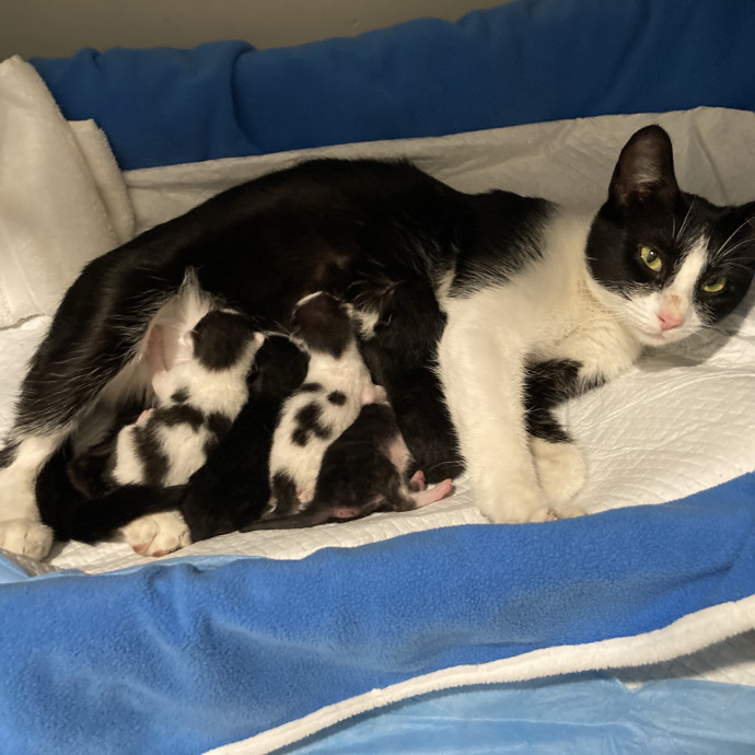 Trusted Loving Care For Every Cat