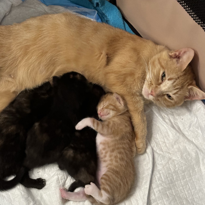 Trusted Loving Care For Every Cat