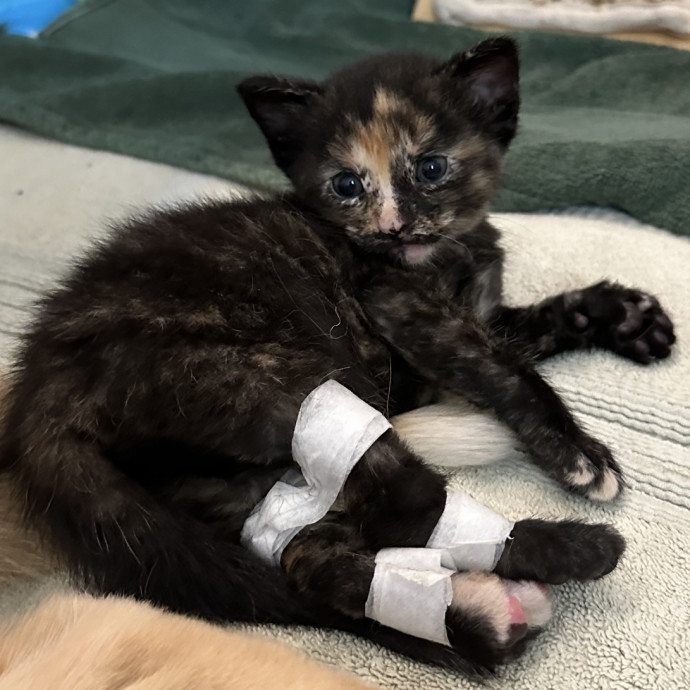 Trusted Loving Care For Every Cat