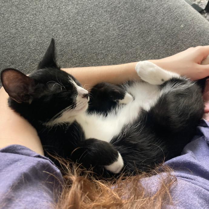 Trusted Loving Care For Every Cat