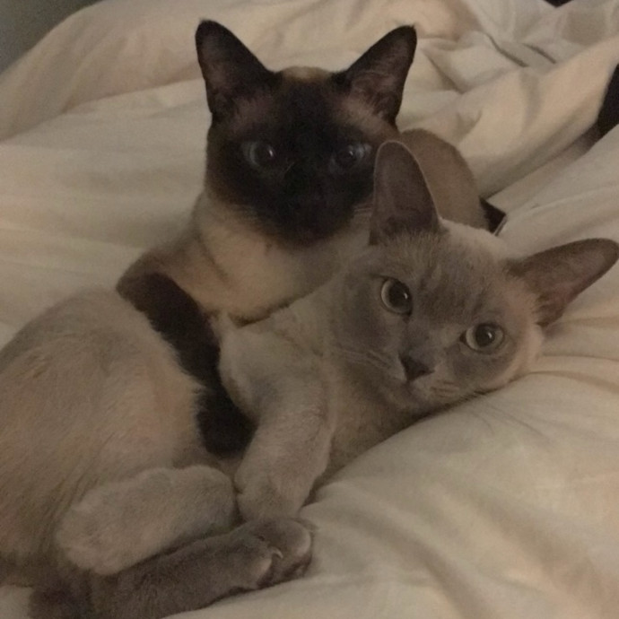 Trusted Loving Care For Every Cat photo 3