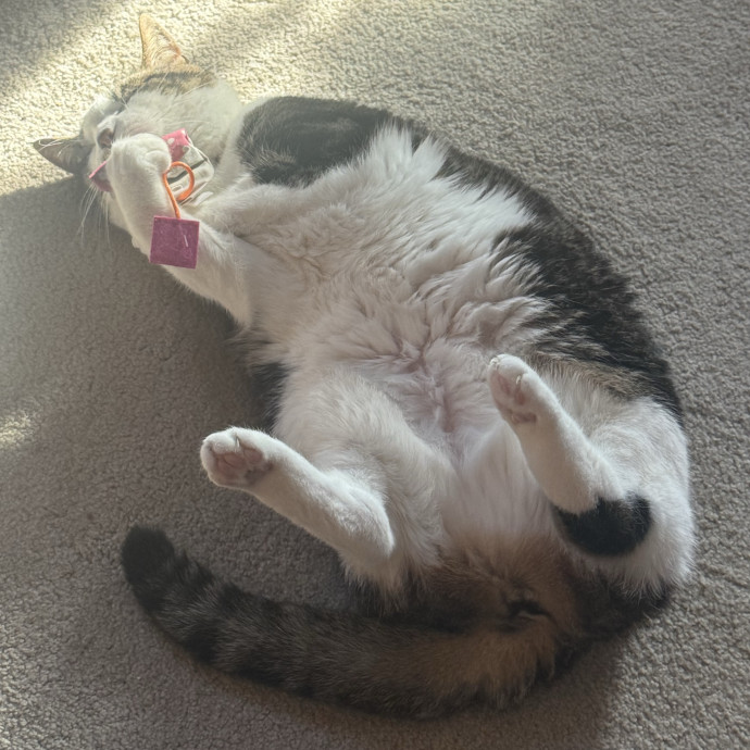 Christinacat Companion