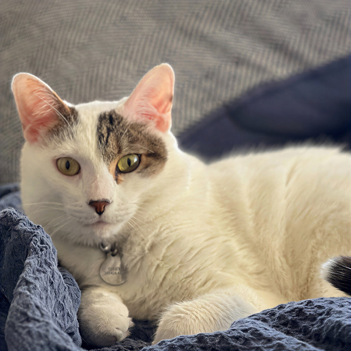Nat's Philly Cat Sitting photo 3