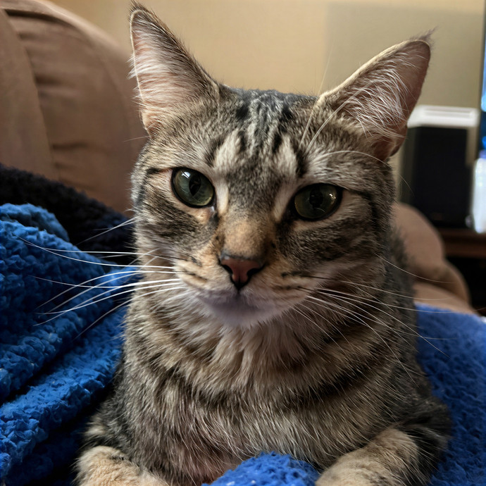 Nat's Philly Cat Sitting photo 2