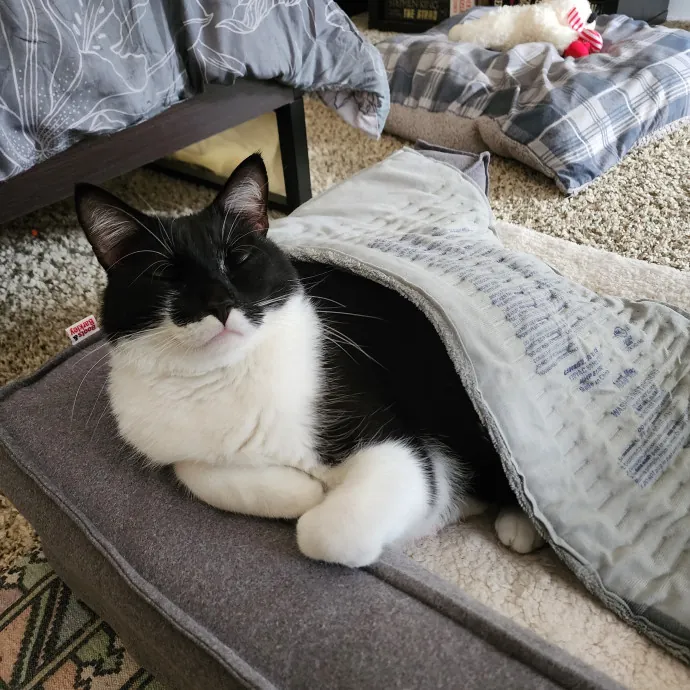 Morgan's Meowtown Cat Carer