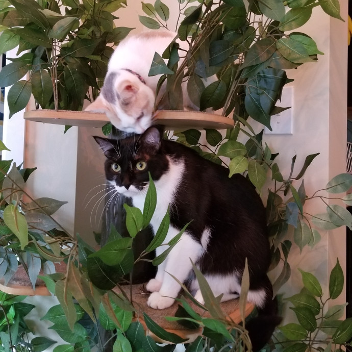 Morgan's Meowtown Cat Carer