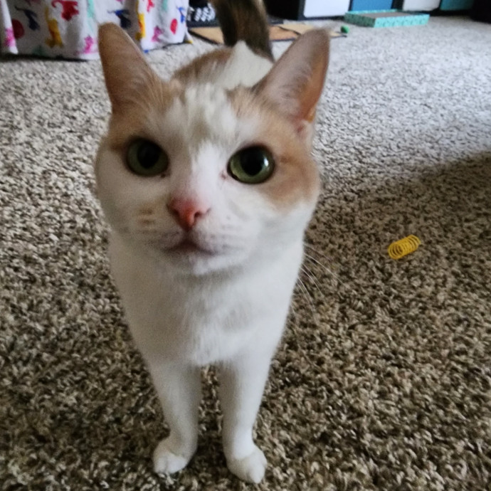 Morgan's Meowtown Cat Carer