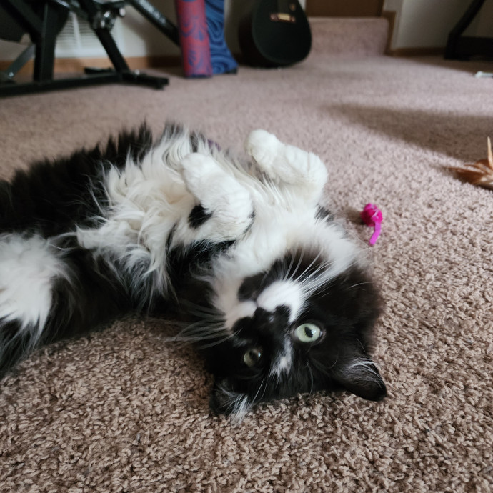 Morgan's Meowtown Cat Carer