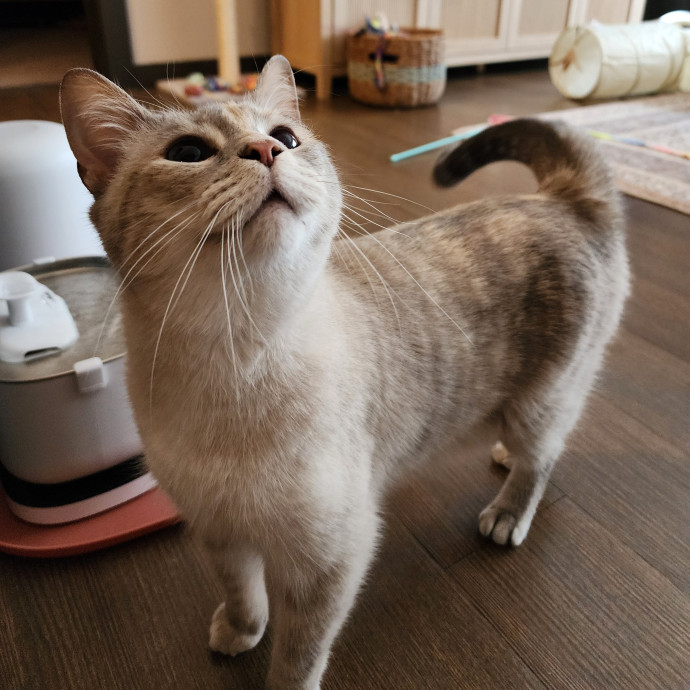 Morgan's Meowtown Cat Carer